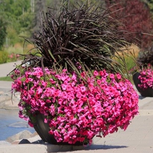 Commercial self-watering planter with vibrant pink flowers used for streetscape landscaping and public spaces.